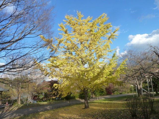 イチョウの写真