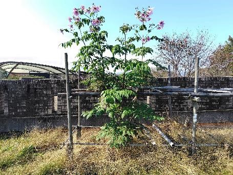 皇帝ダリアの写真1