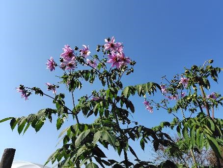 皇帝ダリアの写真2