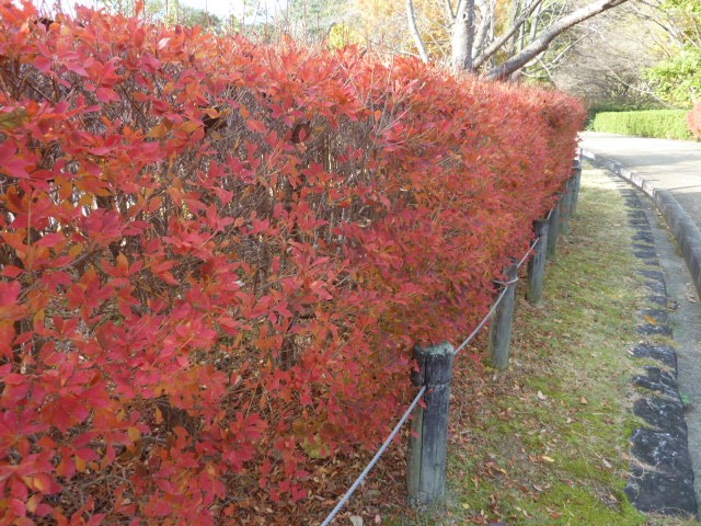 ドウダンツツジの写真