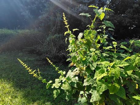 イエローマジェスティーの写真