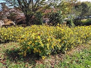 ヒマワリの写真