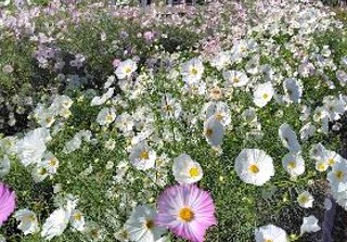 コスモスの写真1