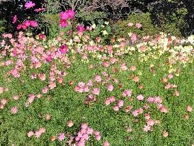 コスモスの写真2