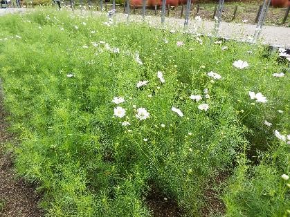 コスモスの写真4