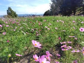 コスモスの写真3