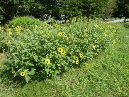 ヒマワリの写真2