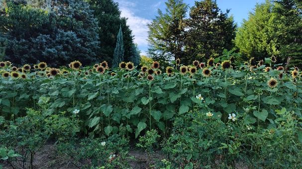 ヒマワリの写真1