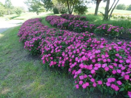 ニューギニア・インパチェンスの写真