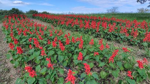 サルビアの写真