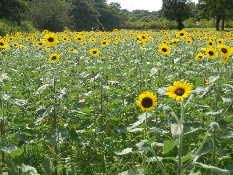 ヒマワリの写真1