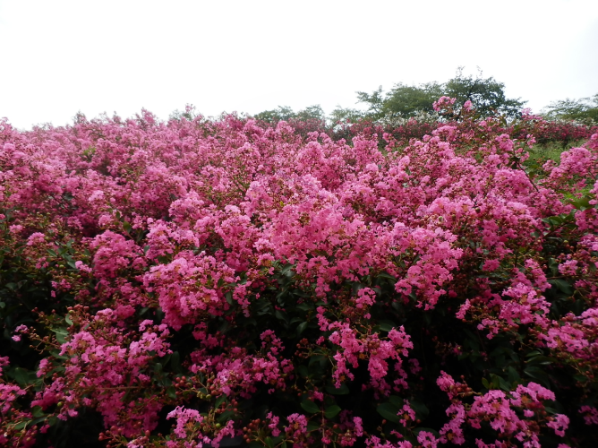 サルスベリの写真