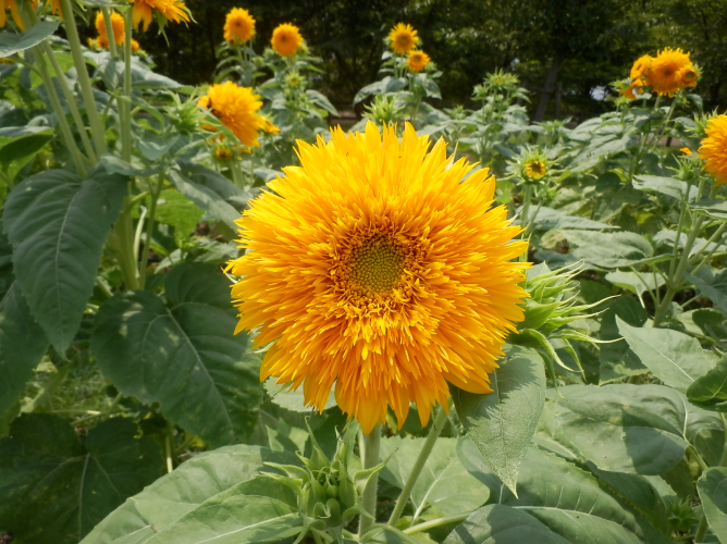 ヒマワリの写真2