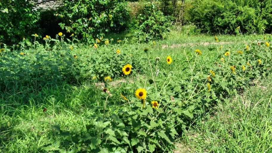 ヒマワリの写真8