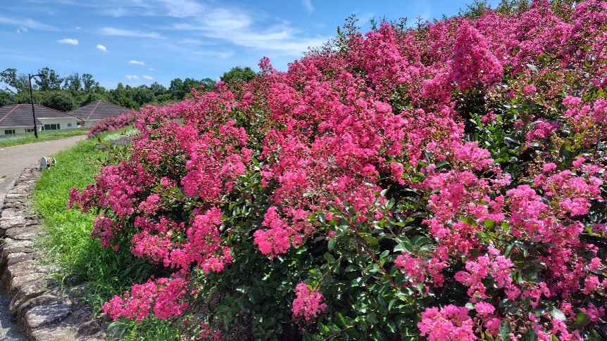 サルスベリの写真1