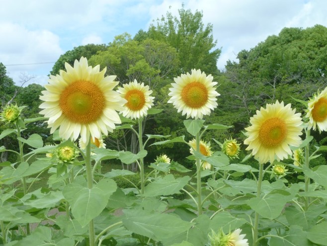 ヒマワリの写真5