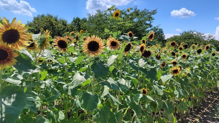 ヒマワリの写真2