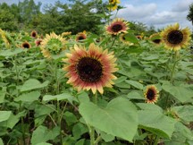 ヒマワリの写真6