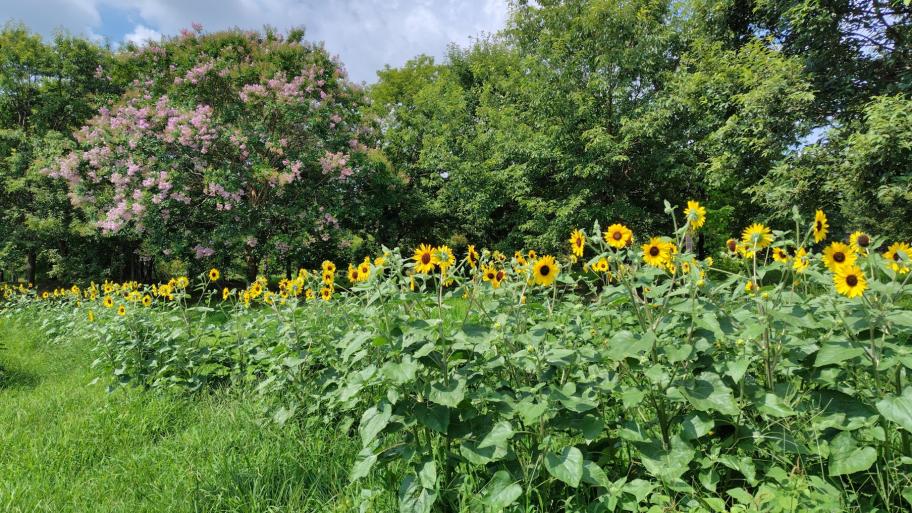 ヒマワリの写真4