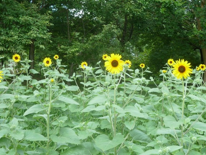 ヒマワリの写真7