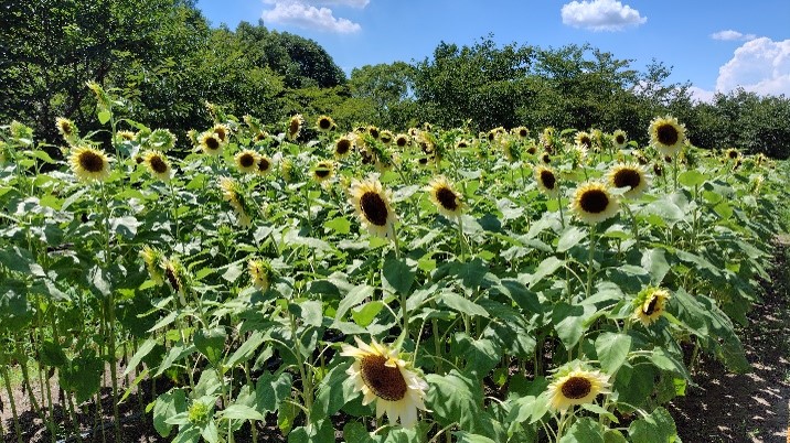 ヒマワリの写真1