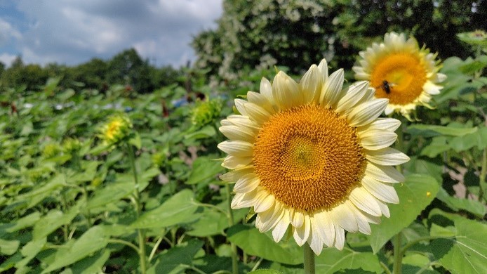 ヒマワリの写真3