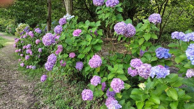 アジサイの写真1