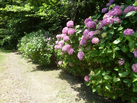 アジサイの写真4