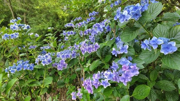 アジサイの写真2