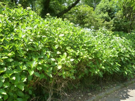 アジサイの写真5