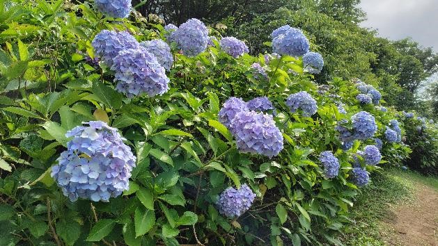 アジサイの写真3