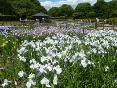 ハナショウブの写真1