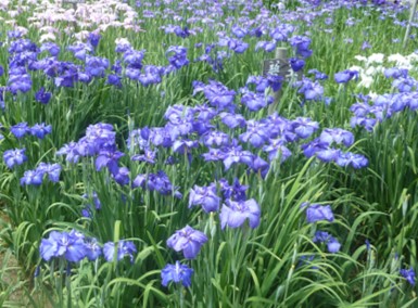 ハナショウブの写真2