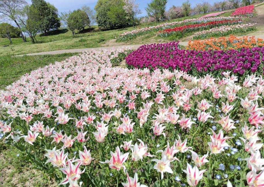 チューリップの写真2