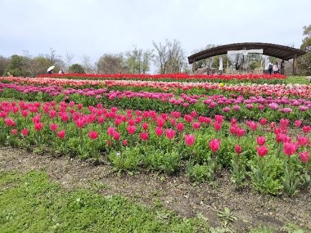 チューリップの写真6