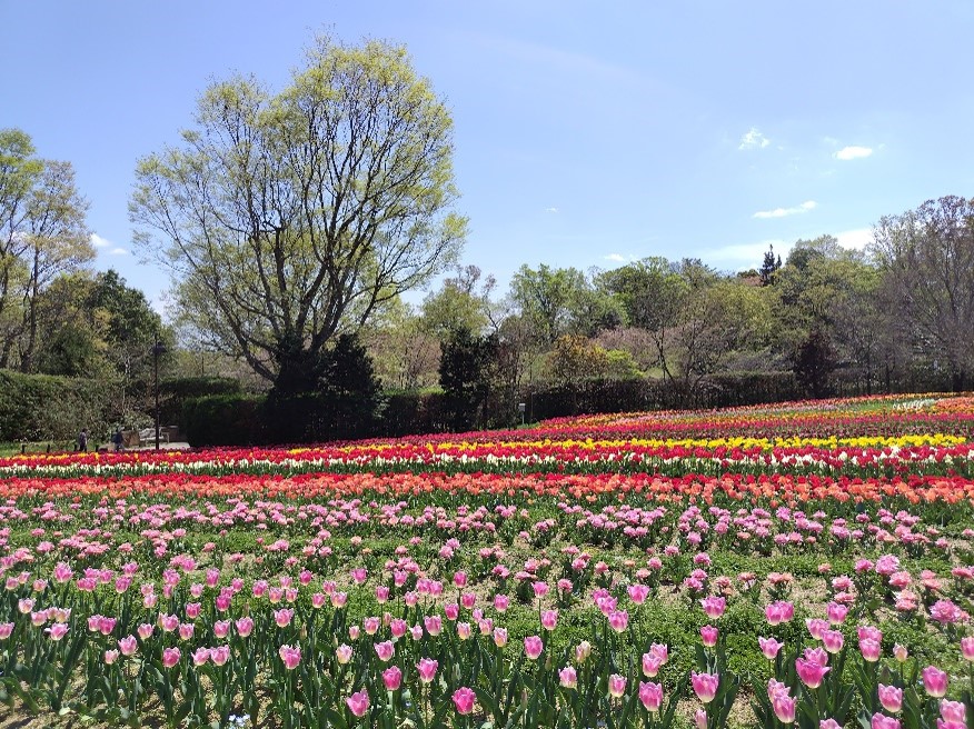 チューリップの写真1