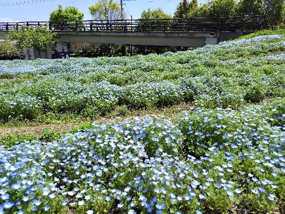 ネモフィラの写真3