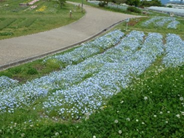 ネモフィラの写真2