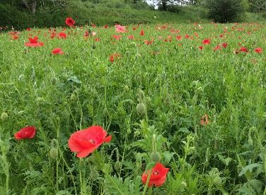 シャーレポピーの写真2