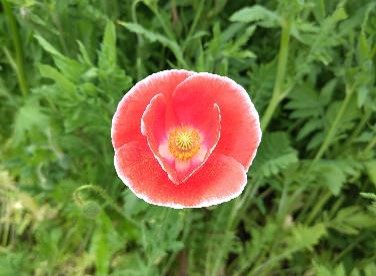 シャーレポピーの写真1