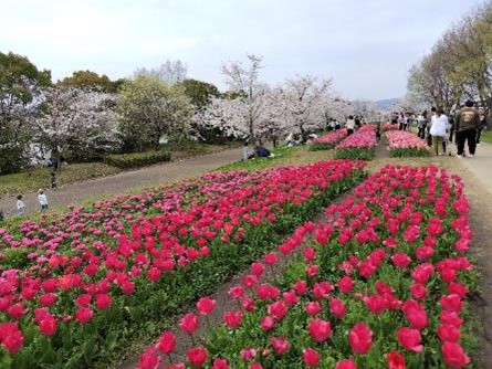 チューリップの写真3