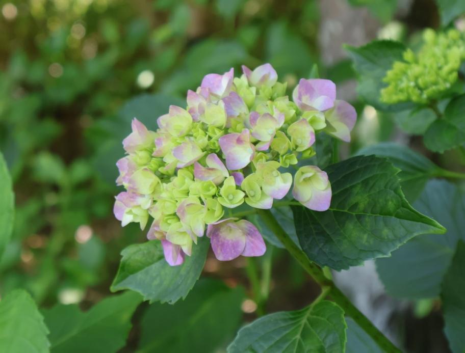 あじさいの写真1