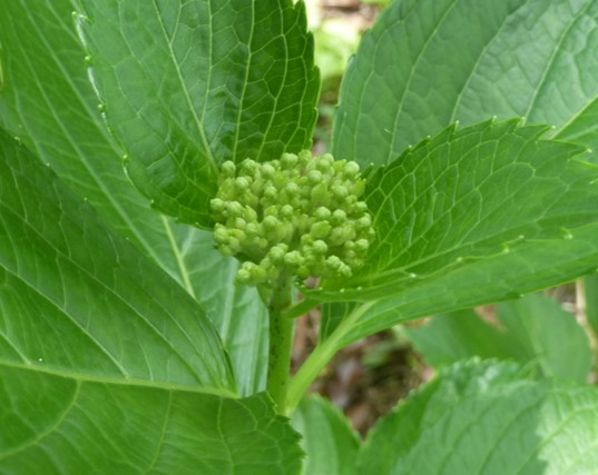 あじさいの写真4