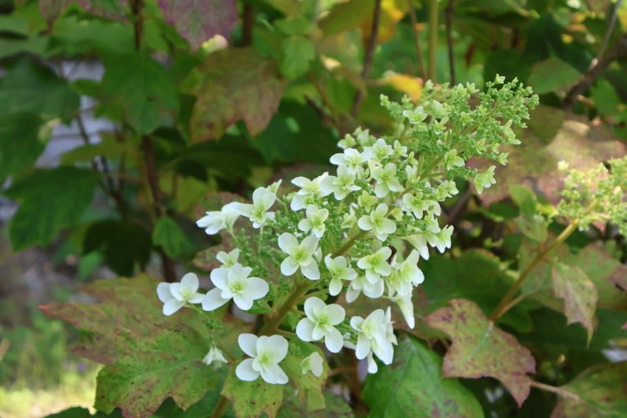 あじさいの写真2