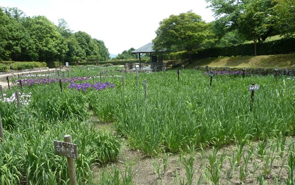 ハナショウブの写真3