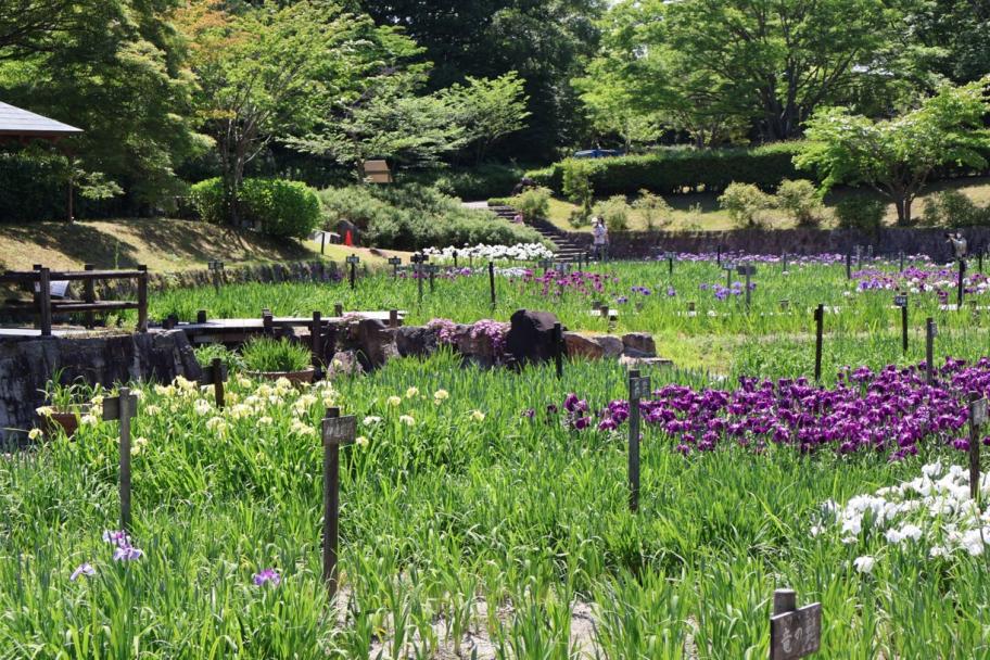 ハナショウブの写真1