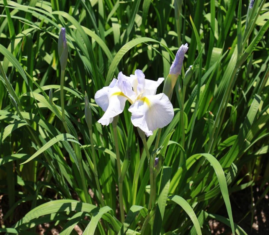 ハナショウブの写真2