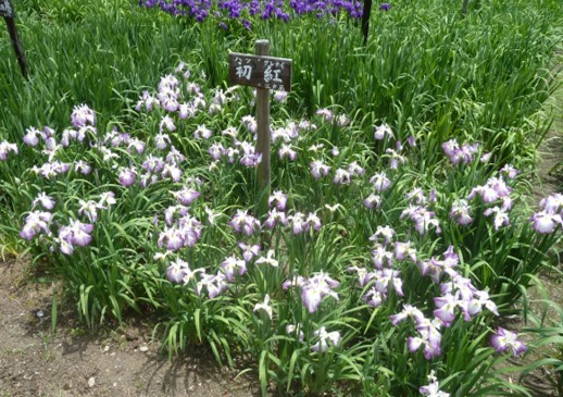 ハナショウブの写真4