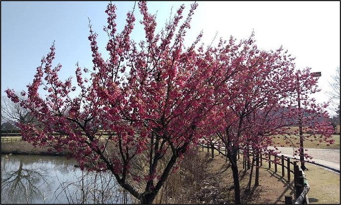 カンヒザクラの写真