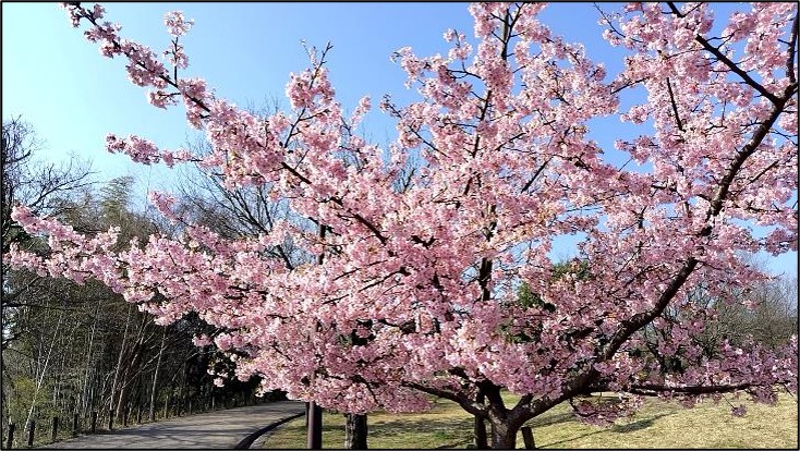 カワヅサクラの写真